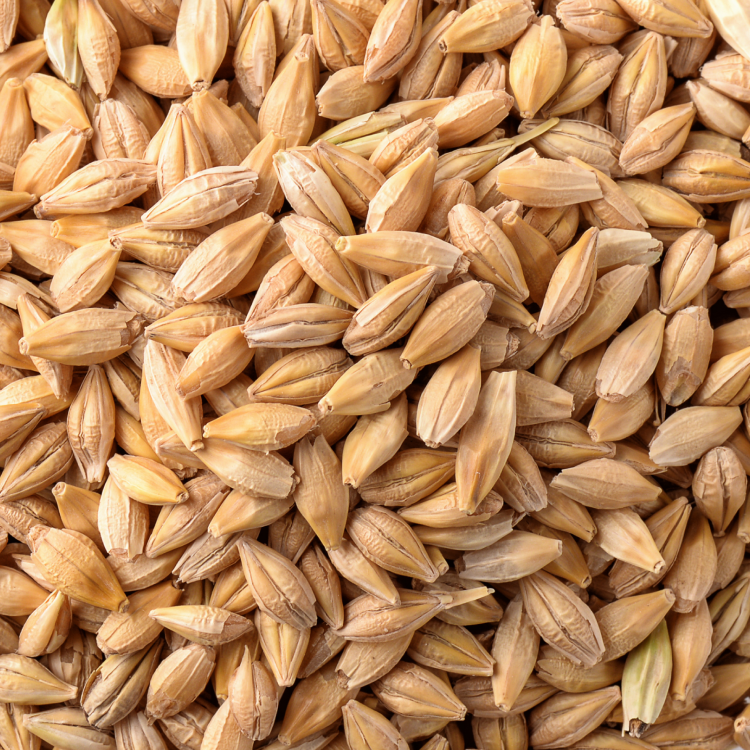 Barley