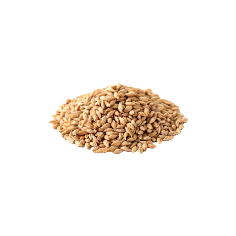 Barley