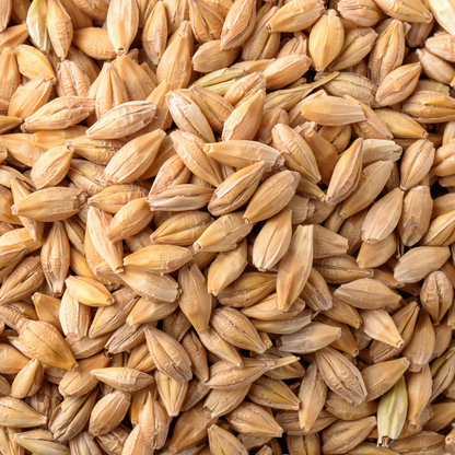 Barley
