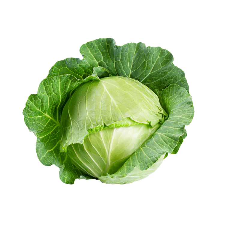 Cabbage