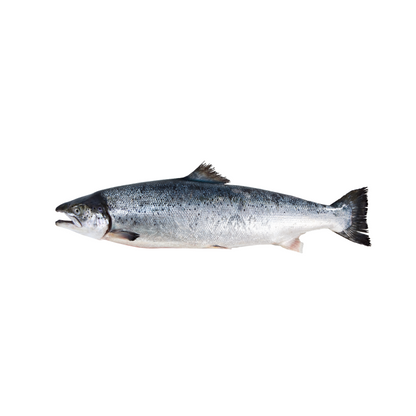 Salmon - Fish