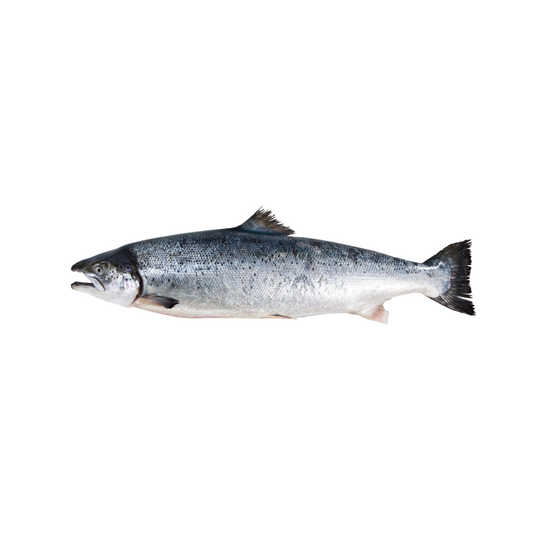 Salmon - Fish