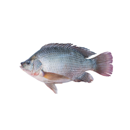 Tilapia - Fish